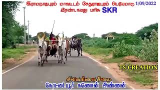 #இன்று களம் இராமநாதபுரம் மாவட்டம் சேதுராஜபுரம் பெரியமாடு #இரண்டாவது பரிசு#கோட்டையூர் கணேசன் அண்ணன்💞💞