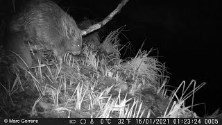 Cameraval - wildcamera Strex filmt bever langs het Schijn 16 jan 2021