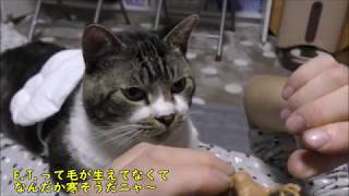 猫がパパのおなかの上に乗って全く動く様子が無いのでE.T.を見せてみた☆リキちゃん香箱座り☆E.T.名場面コレクションガチャ☆【リキちゃんねる　猫動画】Cat video　キジトラ猫との暮らし