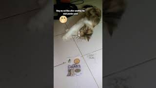 Cat mint makes cats to be Fly | cat | shorts