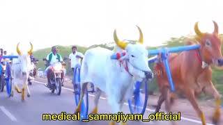 உயிருக்கு சமமானது பந்தயம்💯