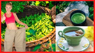 HOW DOES GREEN TEA HELP YOU LOSE WEIGHT
