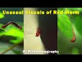 Unusual Visuals of Red Worm  |  RJ Pinkstonegraphy