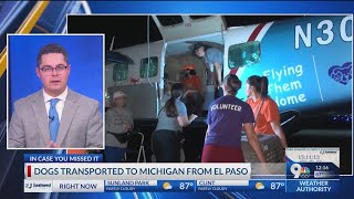 Dogs transported from El Paso Animal Shelter transported to Michigan