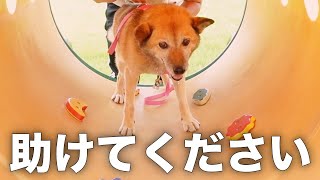 【衝撃】11歳の愛犬を「人生初の遊具がある公園」に連れて行った反応がこちらです