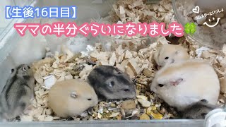 【生後16日目】赤ちゃんハムスターの大きさがママの半分ぐらいになりました