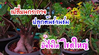 เปลี่ยนกระถาง ปลูกต้นชวนชมยังไงให้โขดใหญ่สวยงาม | TUK CHUTCHADAPORN