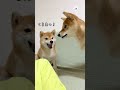 きなこちゃんの反撃…？｜peco 柴犬 赤柴 茶柴 柴犬のいる暮らし 柴犬大好き shiba shibainu shibainulife shibainulove