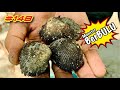 Memburu MONSTER KERANG BULU BerKarat