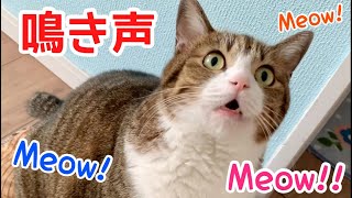 おしゃべりする猫のうなぎくん⑩【猫の鳴き声】vol.699