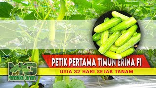 Petik Pertama Timun Erina F1 || Budidaya Mentimun || Mandalika Garden