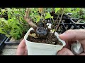 自動灌水環境２０ 盆栽 bonsai