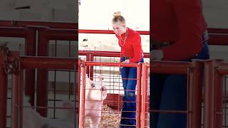 Karis showing sheep and showpigs at Holiday Classic livestock show! #showpigs #sheep