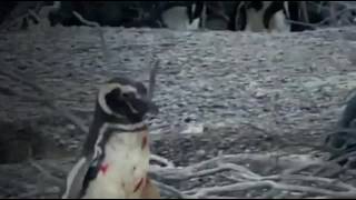 Nat Geo Channel Animal Fight Night Homewrecking Penguin