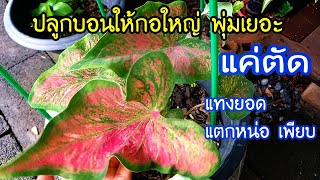 #ปล่อยบอนสีตากฝนสุดสดชื่น บอนสีตัดจอมแตกหน่อเพียบ กอใหญ่พุ่มแน่นทำได้ง่ายมาก