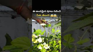 ఈ అందమైన పూల గురించి మీకు తెలుసా 😱 #shorts #trending #gardening #terracegarden