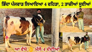 ਭਿੰਦਾ ਪੰਜਵਾੜ ਲਿਆਇਆ 4 ਵਹਿੜਾ,2 ਤਾਜ਼ੀਆਂ ਸੂਈਆਂ। ਆ ਵੇਖੋ 👌ਮੱਲੋ 4 ਦੰਦੀਆਂ। ਪੰਜਵਾੜ। ਤਰਨਤਾਰਨ