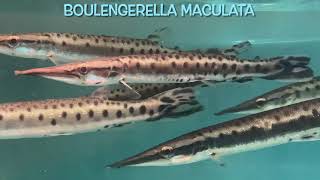 Boulengerella maculata