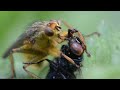 macro deadly kiss yellow dung fly