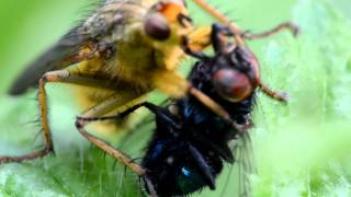 Macro: Deadly kiss (Yellow Dung Fly)