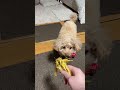 小型犬を甘くみてはいけない‥‥🐶