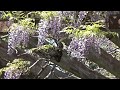 【藤棚】福岡城跡　舞鶴公園　藤園2023 wisteria trellis fukuoka castle ruins maizuru park fujien 2023