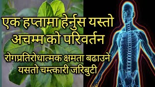 तुलसी खाँदा हुने यी फाइदाहरु हरेक लाई थाहा हुनैपर्ने || importance of holy basil | PS MEDIA