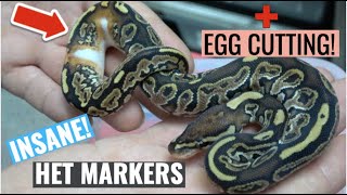 INSANE Triple Het Monsoon Ball Python! AND EGG CUTTING!