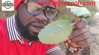 GET FAVOUR With JUST 3 MIRACLE LEAF Part 2  ( Bryophyllum Pinnatum )