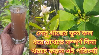 লেবু গাছের ফুল ফল ধরে রাখতে সম্পূর্ণ বিনা খরচে করুন এই পরিচর্যা|lemon plant care