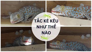 Quây Cận Cảnh Tắc Kè Kêu Như Thế Nào - How Does The Gecko Sound?