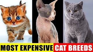 Cutest Cat Breeds and Their Characteristics, Personality
