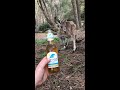 making friends with a kangaroo viralhog