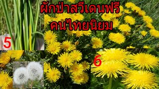 เก็บผักป่าสวีเดนฟรีกินได้ชนิดที5, 6 คนไทยนิยมตอน3. เป็นผักที่มีสรรพคุณทางยามากมาย ชีวิตคนไทยในสวีเดน