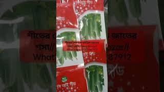 শীতের স্পেশাল হাইব্রিড জাতের শসা// মেসি//Seed Bazar