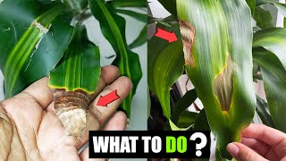 How do you fix brown leaves on corn plants ?