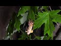 cicada molting in 4k