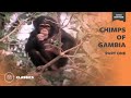 Chimps of the Gambia Part 1 | Mutual of Omaha's Wild Kingdom