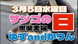 今日は2部作夕方お散歩😊しかも、、、サンゴの日🐶