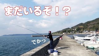 まだデカイのいるよ～冬の堤防でチョイ投げ釣り(283話目)