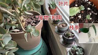 叶片，枝条的“废物”利用，长成为一盆新的植物也是有可能！