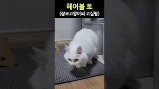 장모고양이의 고질병 헤어볼토 #cats