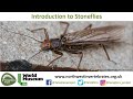 Introduction to UK Stoneflies