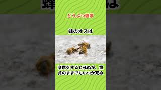 蝶は一頭二頭と数える キリンの後ろ蹴りはライオンの頭を砕く 蜂のオスは交尾をすると死ぬが童貞のままでもいつか死ぬ #Shorts