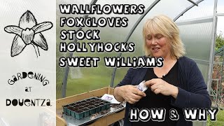 How & Why Grow Biennials || Wallflowers, Hollyhocks, Sweet Williams, Stock & Foxgloves