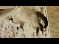 たぬき猫がホットカーペットで寝るとどうなるか cat sleeping on hot carpet pon 7