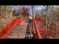 中国四大赏枫圣地，南京栖霞山红叶漫天，“枫叶雨” 美不胜收