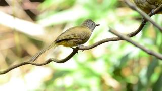 flavescent bulbul (Pycnonotus flavescens)