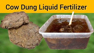 Cow Dung Liquid Fertilizer | How To Make Cow Dung Liquid Fertilizer - Best Fertilizer For All Plants