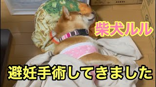 柴犬ルル　避妊手術してきました　１歳８ヶ月、遅い手術となりましたが無事終了　忘れられないエイプリルフール